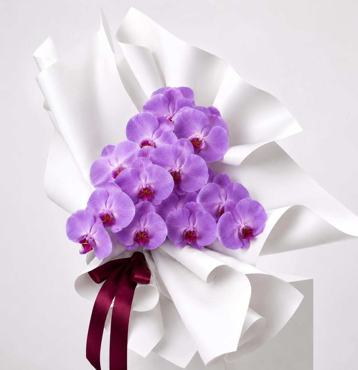 PHALAENOPSIS ORCHIDS