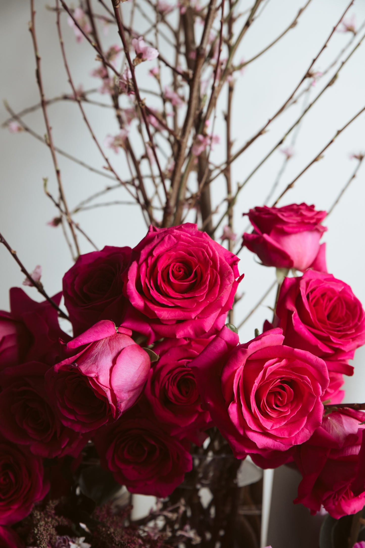 PINK FLOYD ROSES