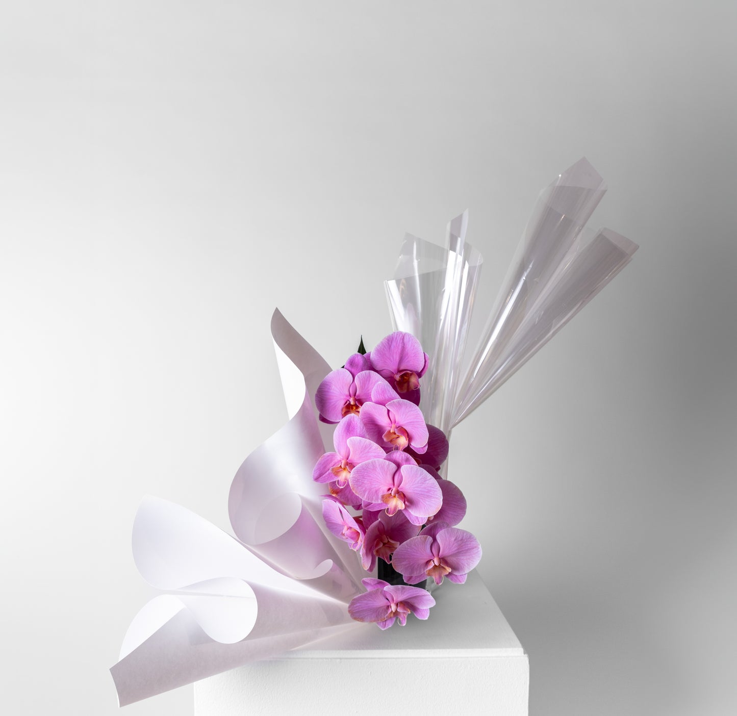PHALAENOPSIS ORCHIDS