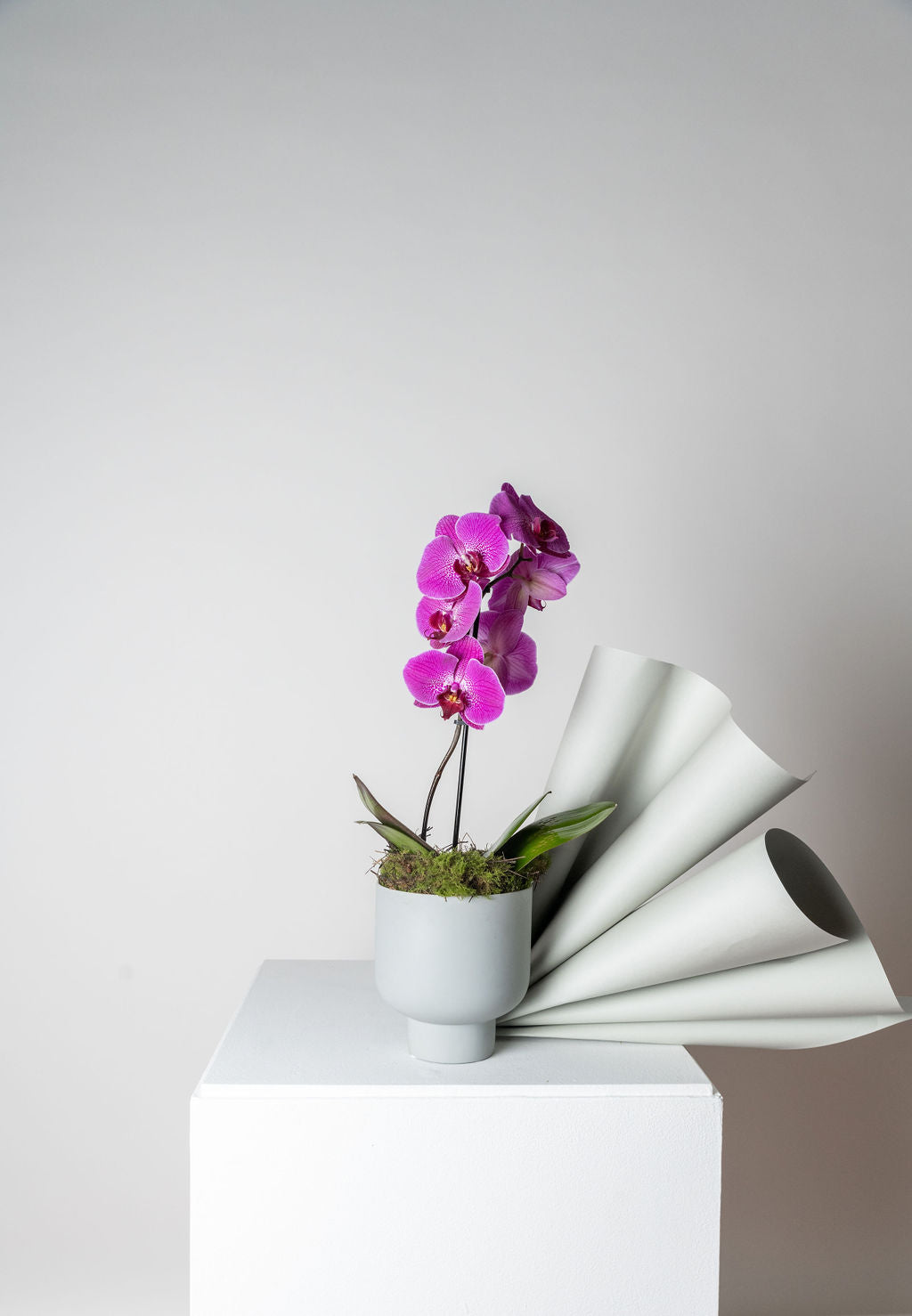 POTTED ORCHID PLANT