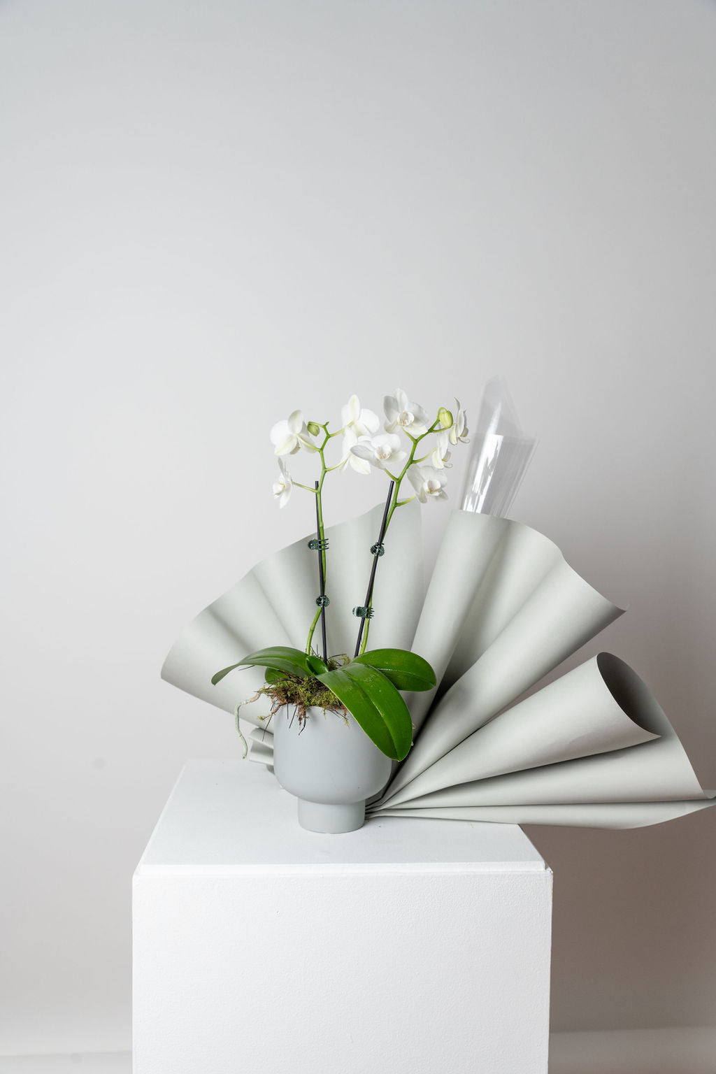 POTTED ORCHID PLANT