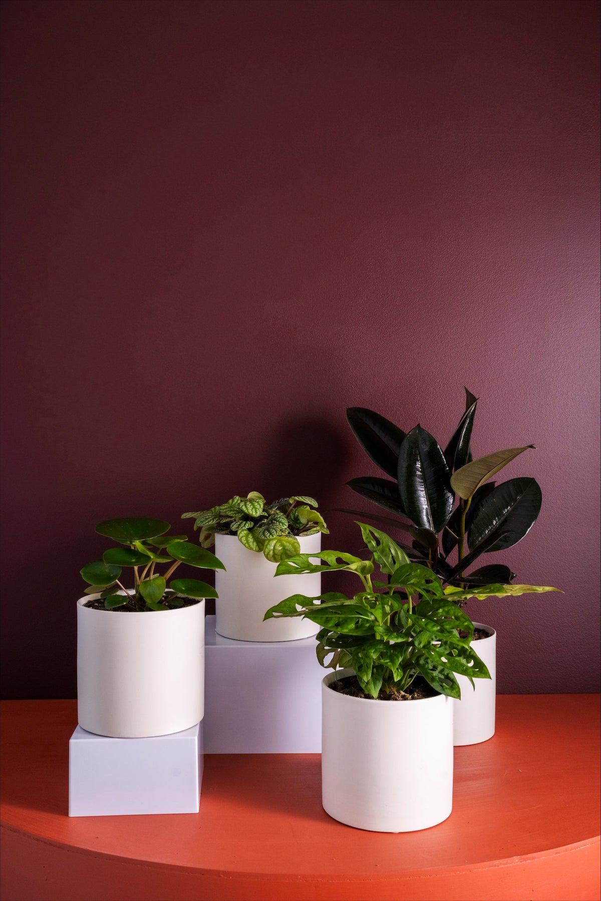 The Flaneur Plant Collection
