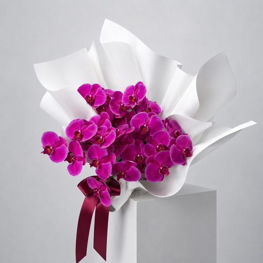PHALAENOPSIS ORCHIDS