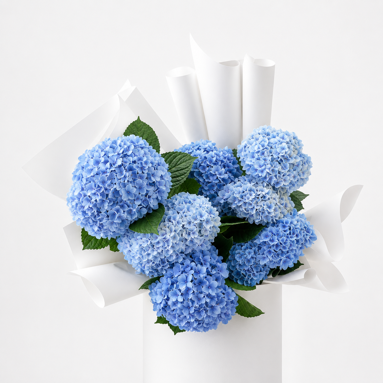 HYDRANGEA