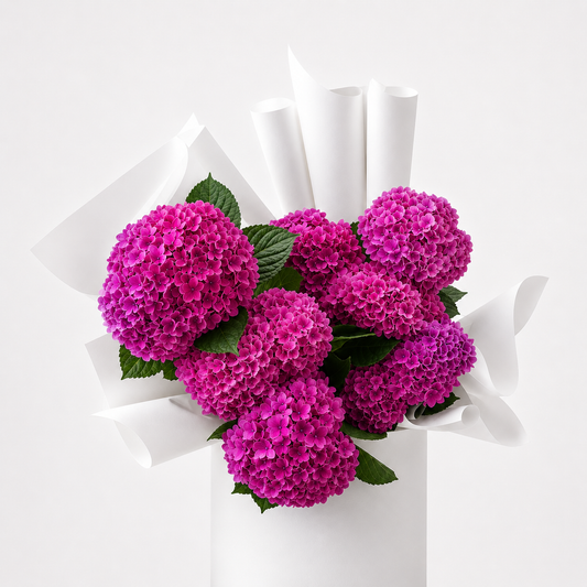 HYDRANGEA