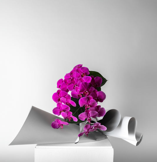 PHALAENOPSIS ORCHIDS