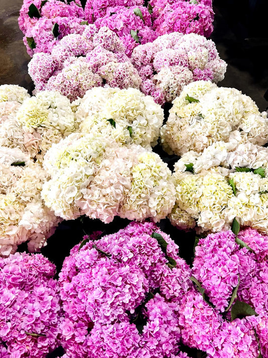 HYDRANGEA