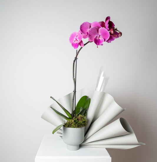POTTED ORCHID PLANT