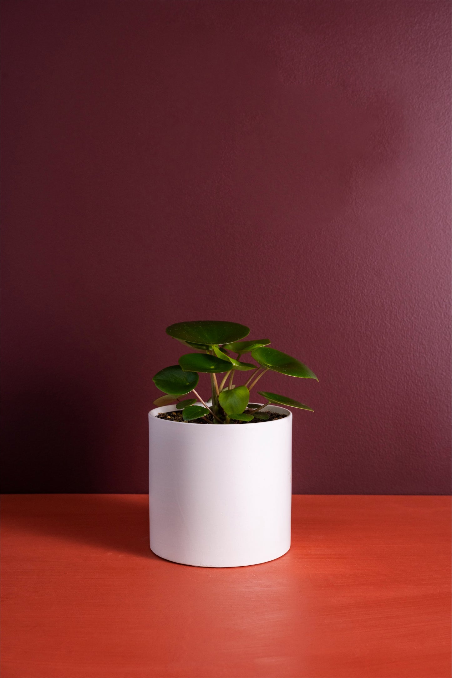 THE PETITE PILEA