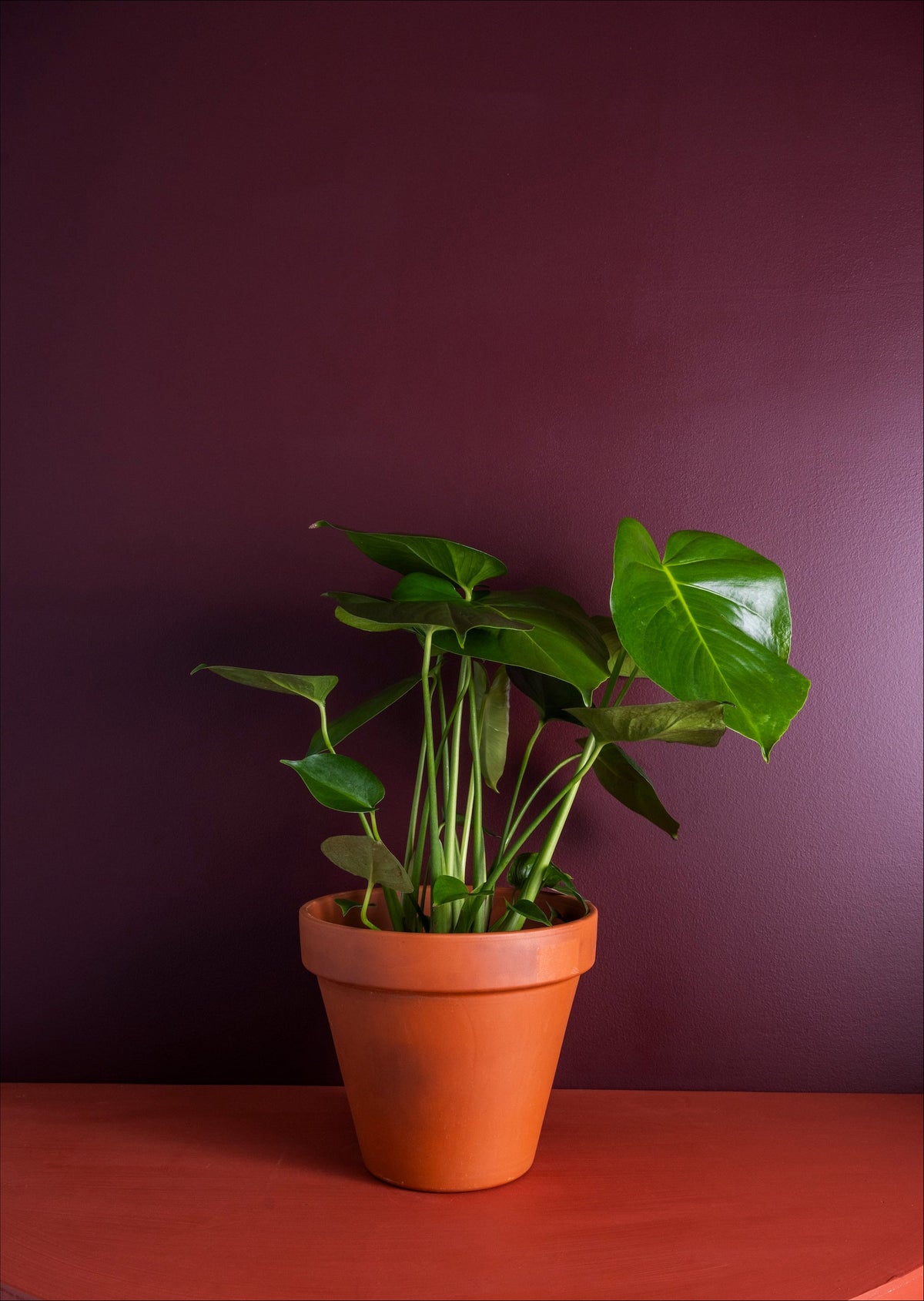 The Monstera House potted indoor plant