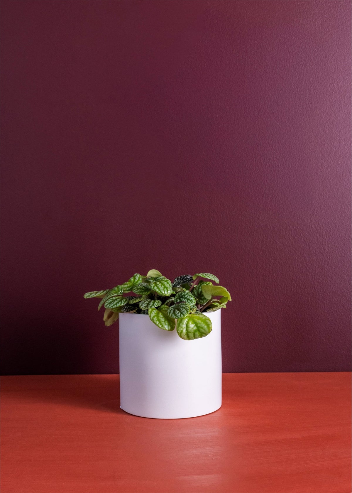 The Ripple potted indoor plant
