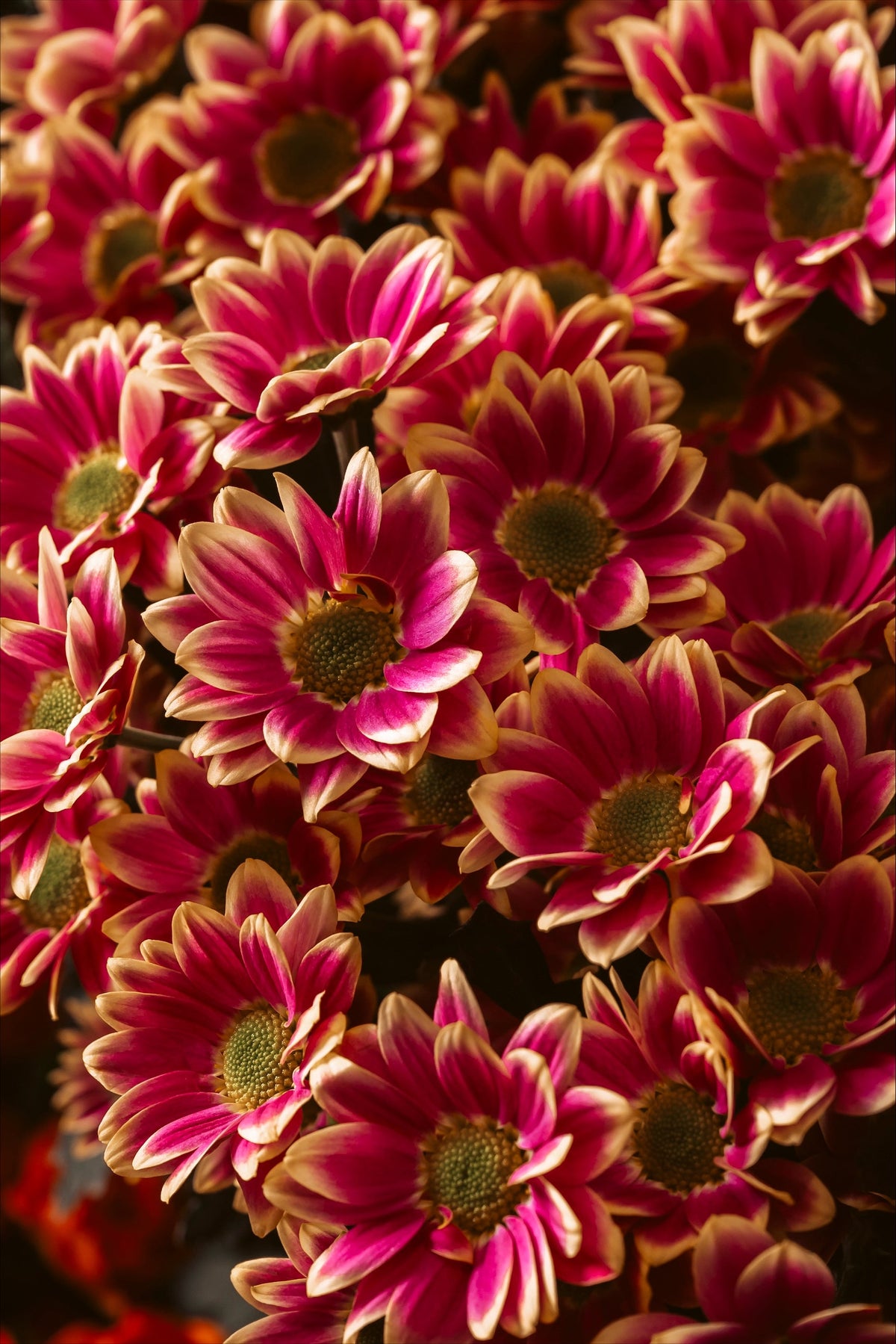 Close-up of pink seasonal chrysanthemums