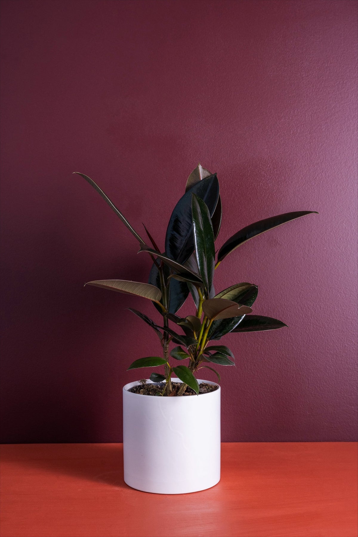 The Rubber House potted indoor plant