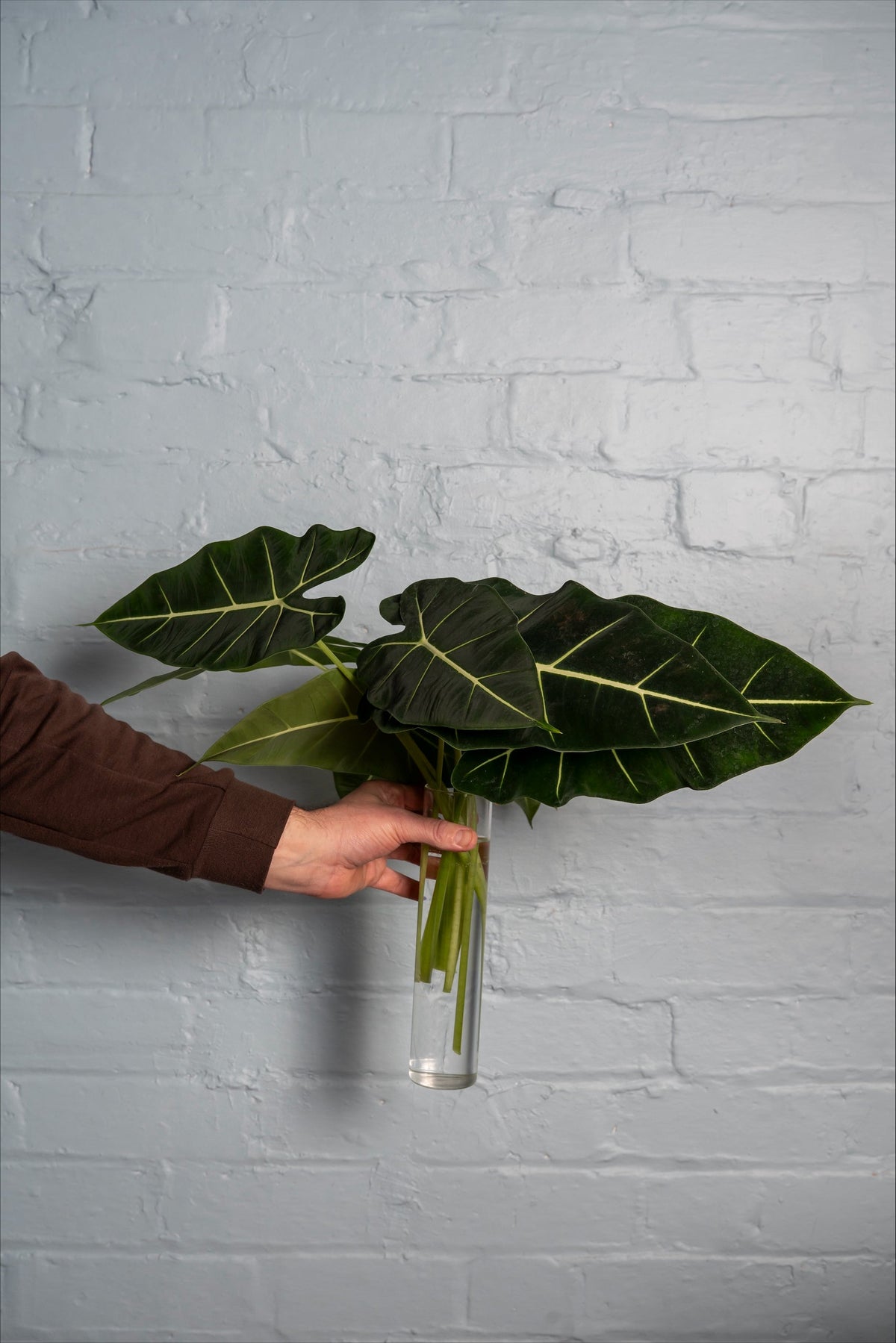 Alocasia tropical foliage stems
