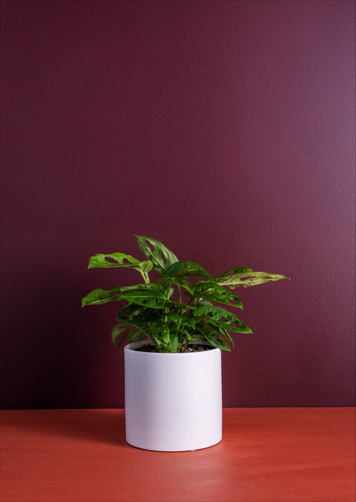 The Monstera Mini potted indoor plant