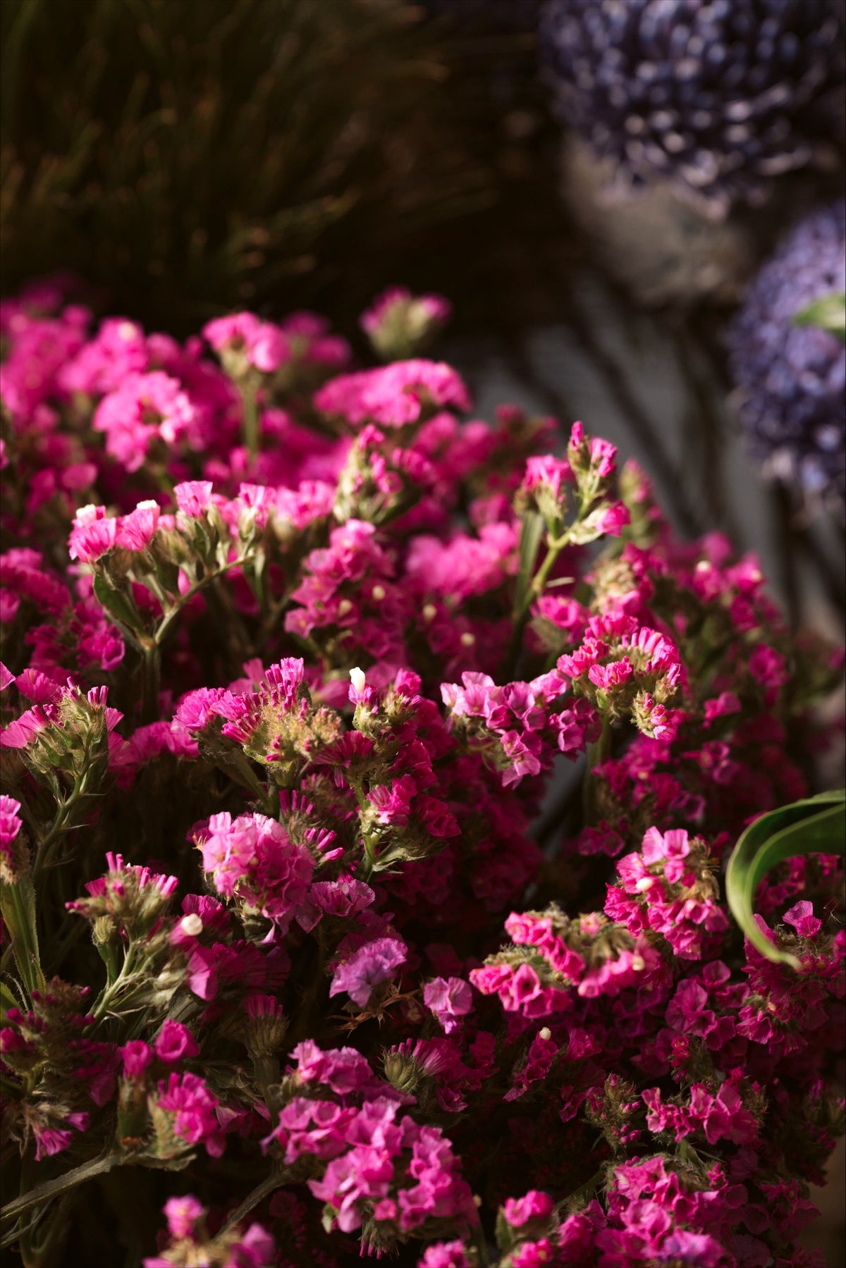 Close-up of pink statice flowers